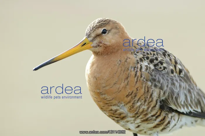 : Black-tailed Godwit : Black-tailed Godwit