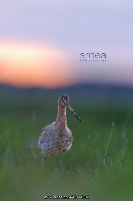 : Black-tailed Godwit : Black-tailed Godwit