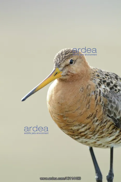 : Black-tailed Godwit : Black-tailed Godwit