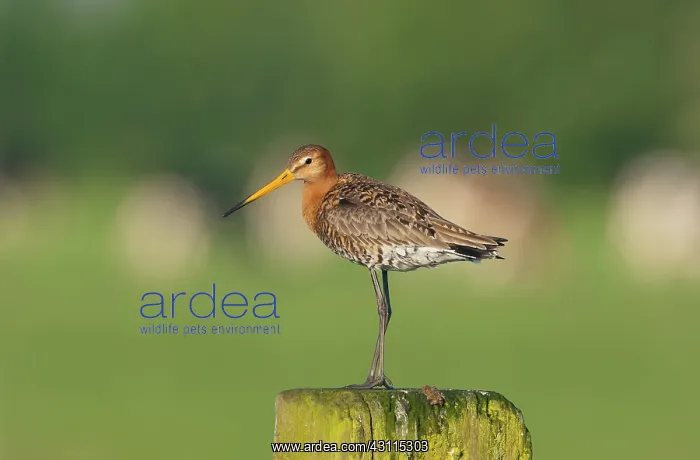 : Black-tailed Godwit : Black-tailed Godwit