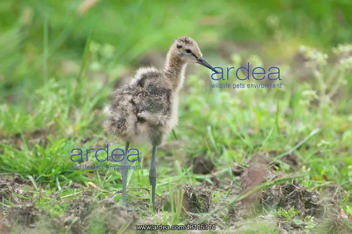 : Black-tailed Godwit : Black-tailed Godwit