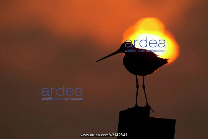 : Black-tailed Godwit : Black-tailed Godwit