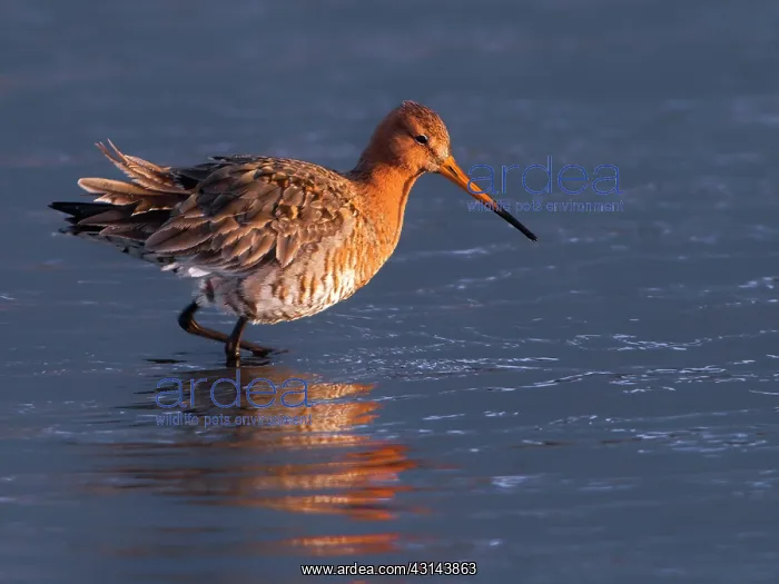 : Black-tailed Godwit : Black-tailed Godwit