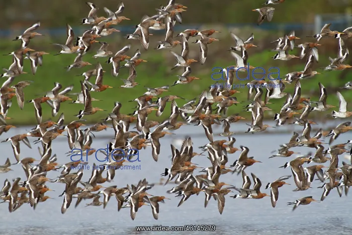 : Black-tailed Godwit : Black-tailed Godwit