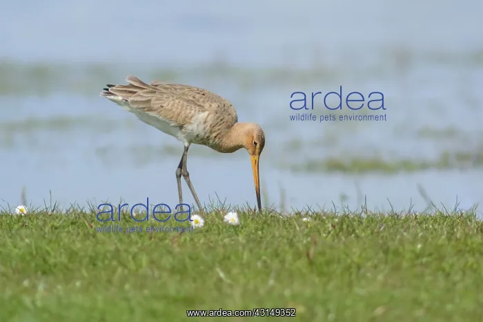 : Black Tailed Godwit : Black Tailed Godwit