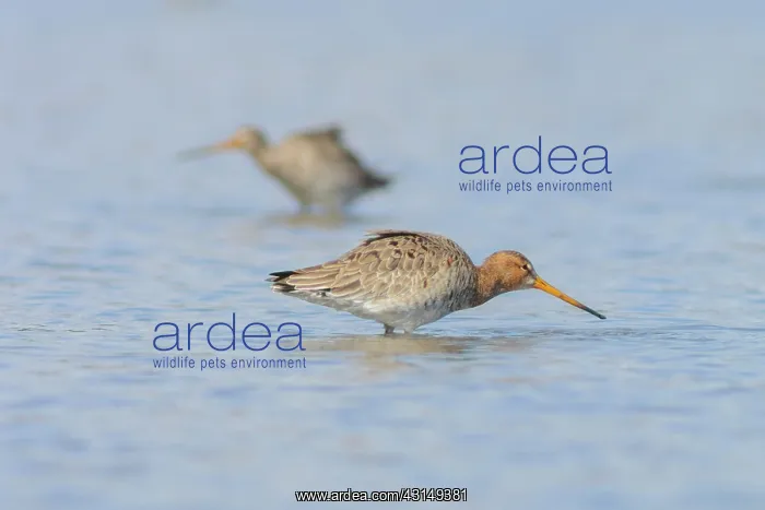 : Black-tailed Godwit : Black-tailed Godwit