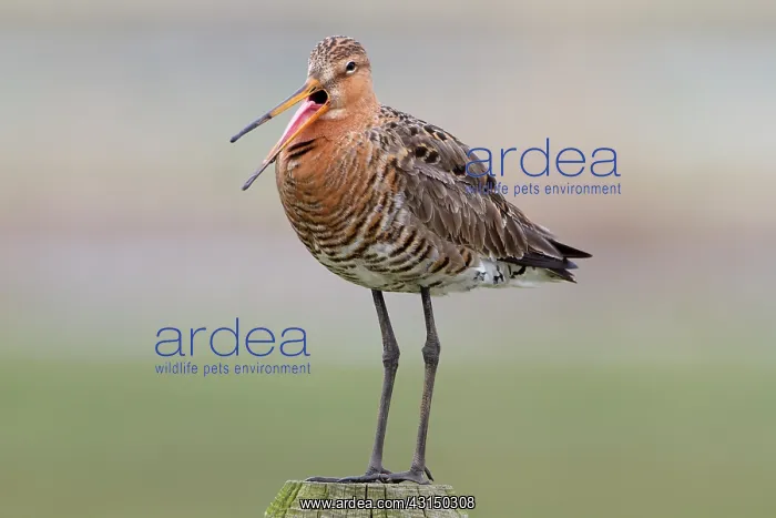  : Black-tailed Godwit