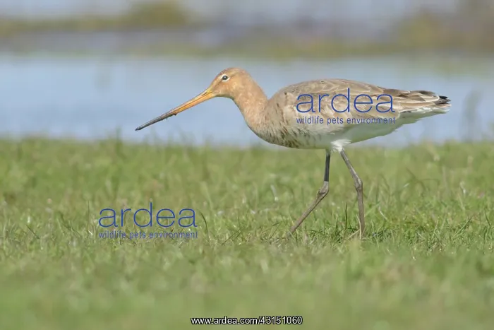 : Black-tailed Godwit : Black-tailed Godwit