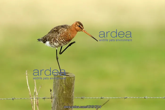 : Black-tailed Godwit : Black-tailed Godwit