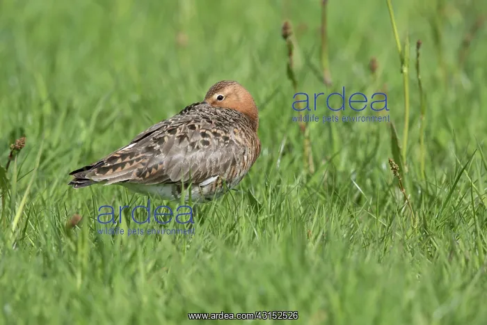 : Black-tailed Godwit : Black-tailed Godwit
