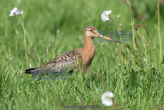 : Black-tailed Godwit : Black-tailed Godwit
