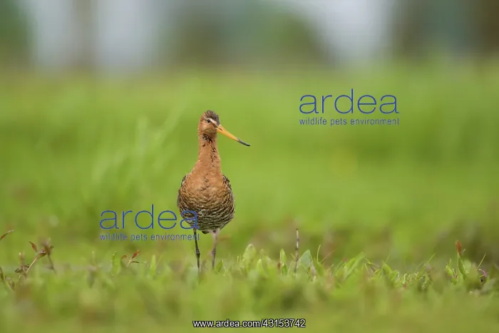 : Black-tailed Godwit : Black-tailed Godwit