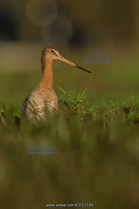 : Black-tailed Godwit : Black-tailed Godwit