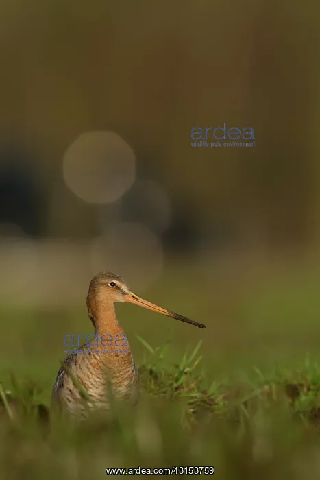 : Black-tailed Godwit : Black-tailed Godwit