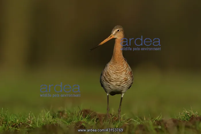 : Black-tailed Godwit : Black-tailed Godwit