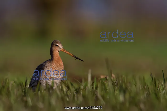 : Black-tailed Godwit : Black-tailed Godwit