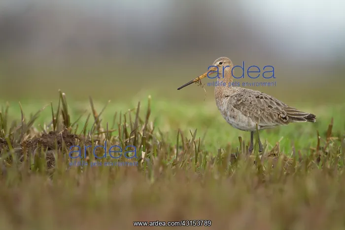 : Black-tailed Godwit : Black-tailed Godwit