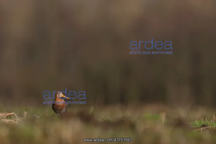 : Black-tailed Godwit : Black-tailed Godwit