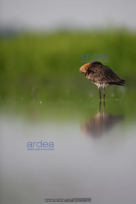 : Black-tailed Godwit : Black-tailed Godwit