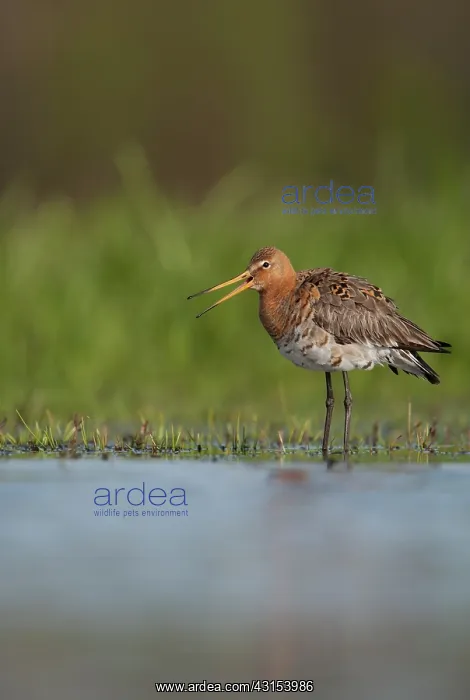 : Black-tailed Godwit : Black-tailed Godwit