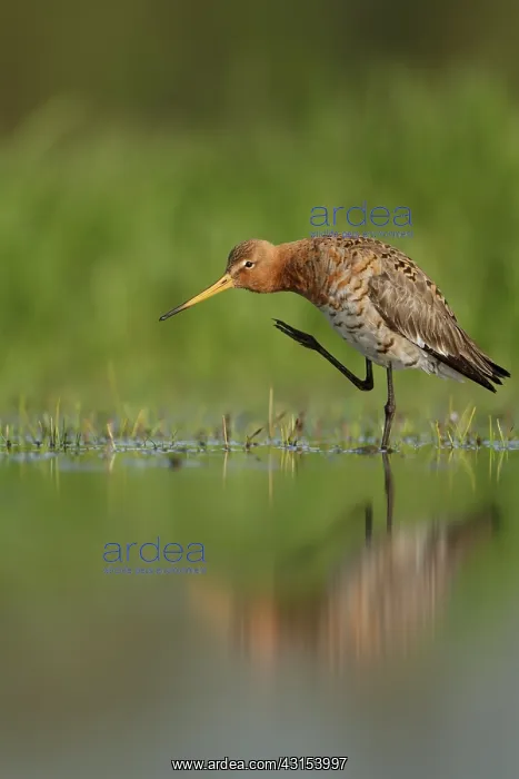 : Black-tailed Godwit : Black-tailed Godwit
