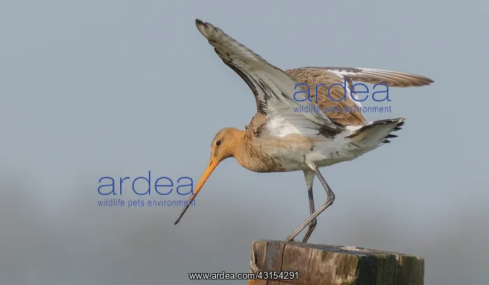 : Black-tailed Godwit : Black-tailed Godwit