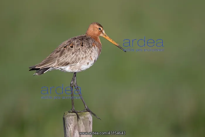 : Black-tailed Godwit : Black-tailed Godwit