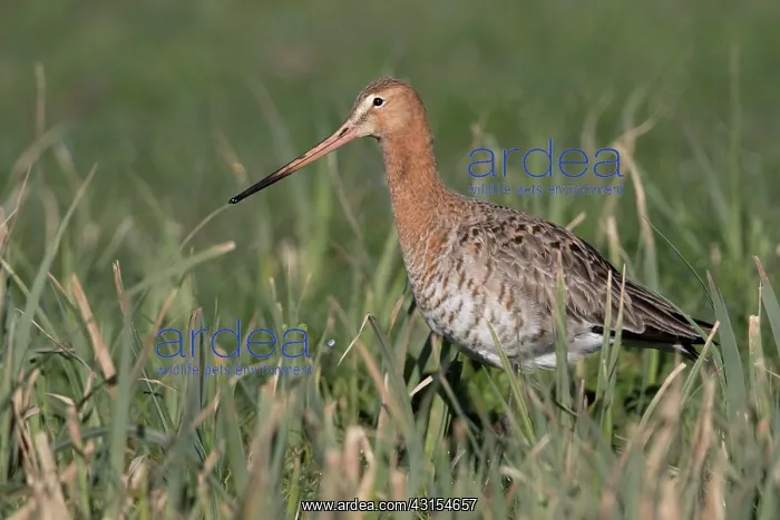 : Black-tailed Godwit : Black-tailed Godwit