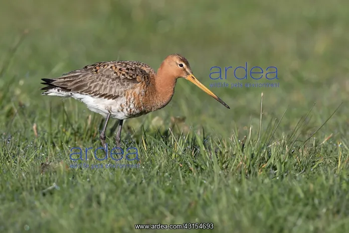 : Black-tailed Godwit : Black-tailed Godwit