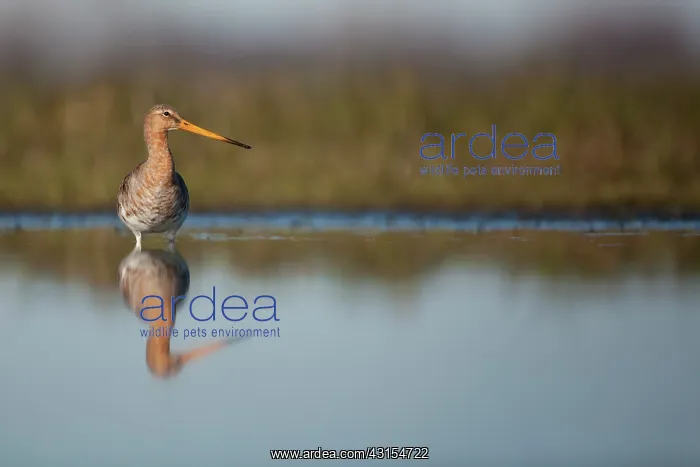 : Black-tailed Godwit : Black-tailed Godwit