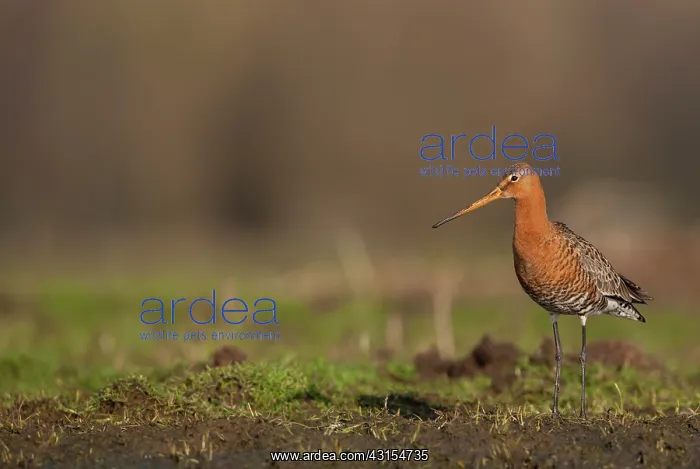 : Black-tailed Godwit : Black-tailed Godwit