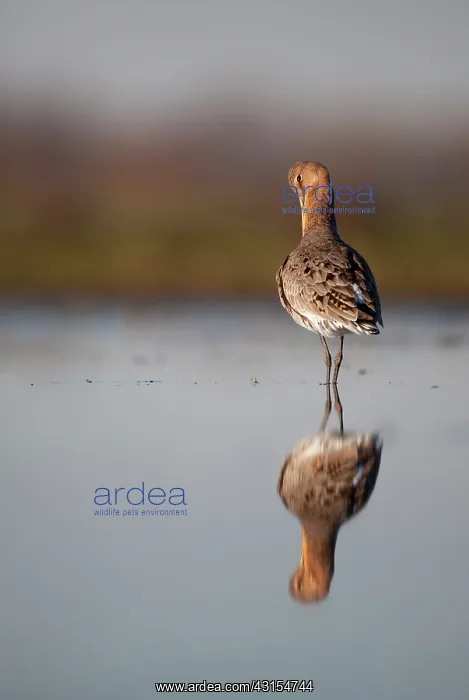 : Black-tailed Godwit : Black-tailed Godwit