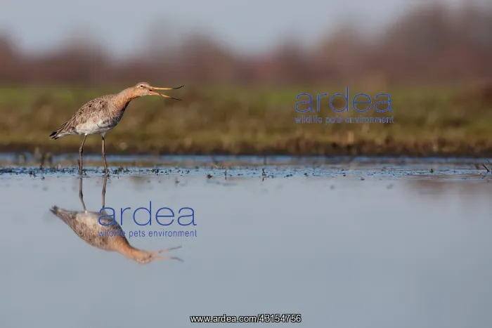 : Black-tailed Godwit : Black-tailed Godwit