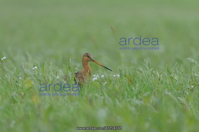  : Black-tailed Godwit