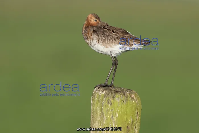  : Black-tailed Godwit