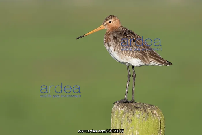 : Black-tailed Godwit : Black-tailed Godwit