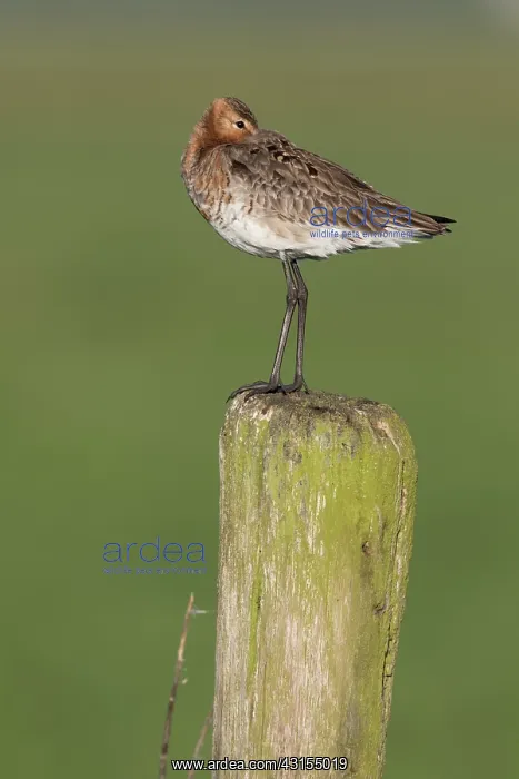 : Black-tailed Godwit : Black-tailed Godwit