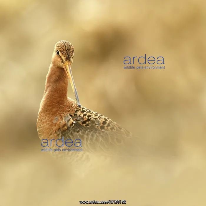 : Black-tailed Godwit : Black-tailed Godwit