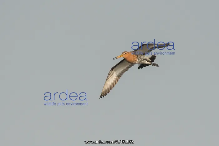 : Black-tailed Godwit : Black-tailed Godwit