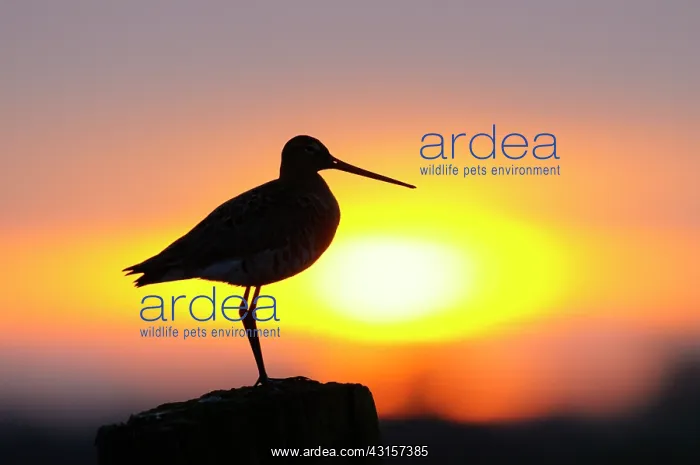 : Black-tailed Godwit : Black-tailed Godwit