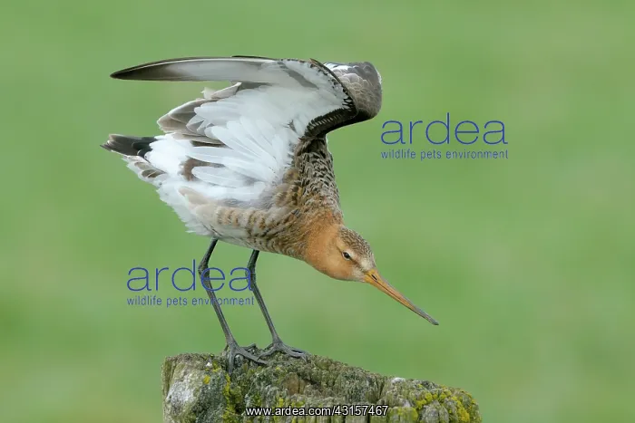 : Black-tailed Godwit : Black-tailed Godwit
