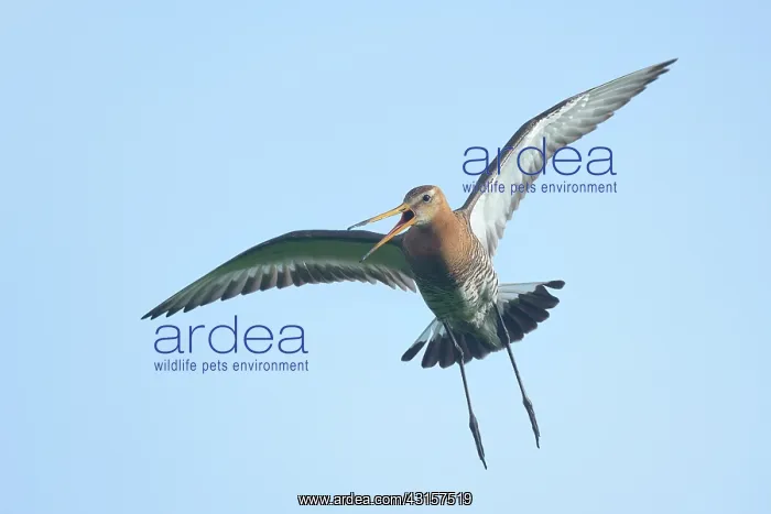 : Black-tailed Godwit : Black-tailed Godwit