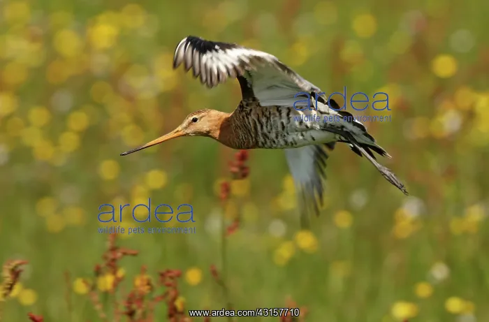 : Black-tailed Godwit : Black-tailed Godwit