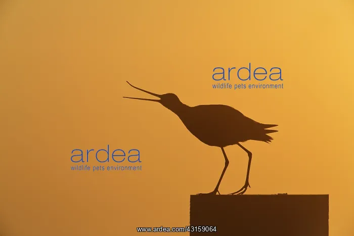 : Black-tailed Godwit : Black-tailed Godwit