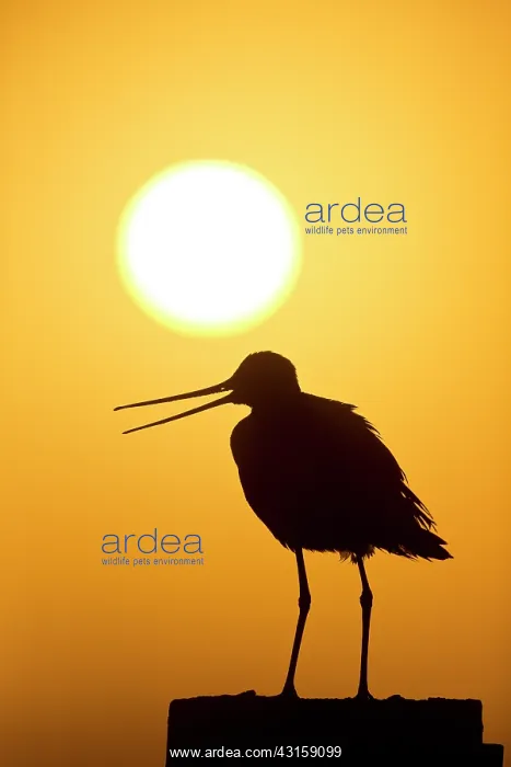 : Black-tailed Godwit : Black-tailed Godwit