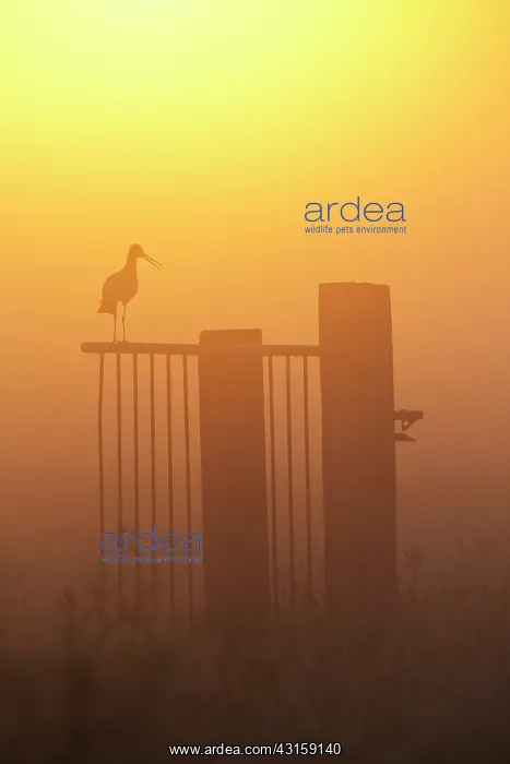 : Black-tailed Godwit : Black-tailed Godwit