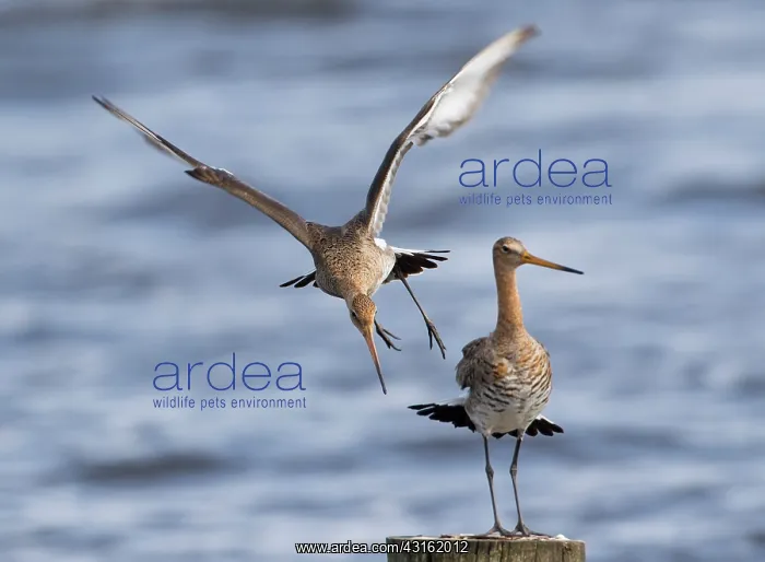  : Black-tailed Godwit