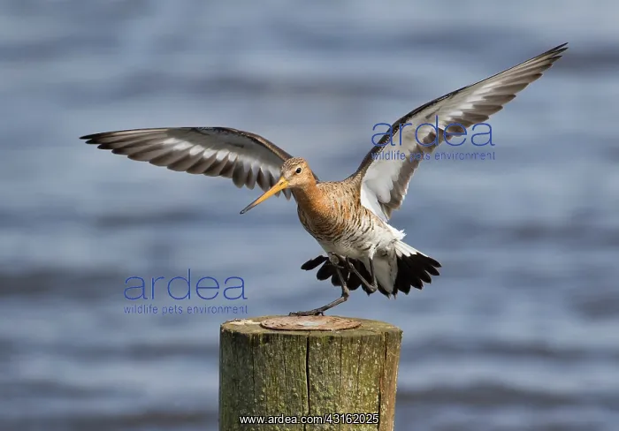 : Black-tailed Godwit : Black-tailed Godwit