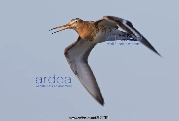 : Black-tailed Godwit : Black-tailed Godwit