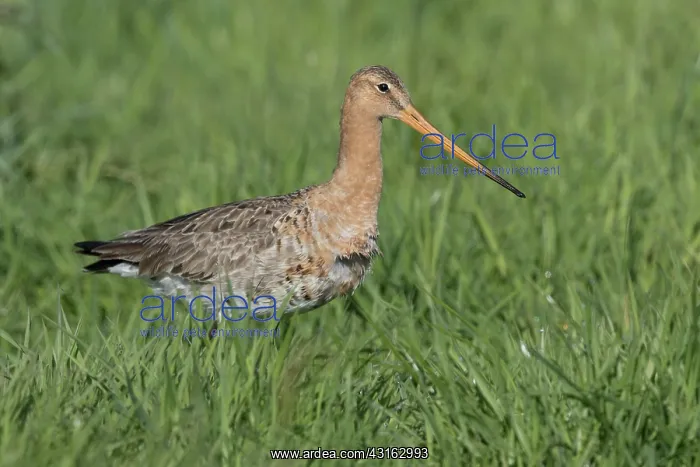 : Black-tailed Godwit : Black-tailed Godwit